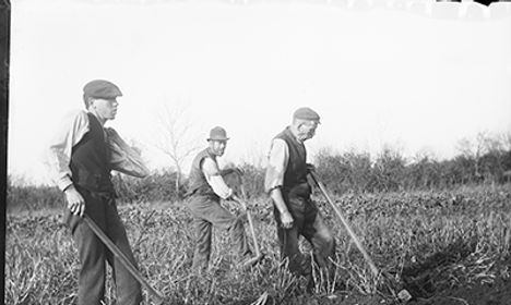Farm workers digging potatoes in Cheshire, circa 1910.